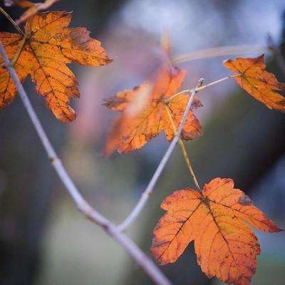 澳门新葡萄新京8883下载手机版